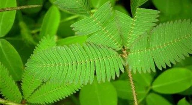 Naturaleza Pregunta Trivia: ¿Qué planta tropical es conocida como 'moriviví?