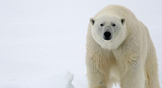 Nature Question: Quel est l'habitat naturel de l'ours blanc ?