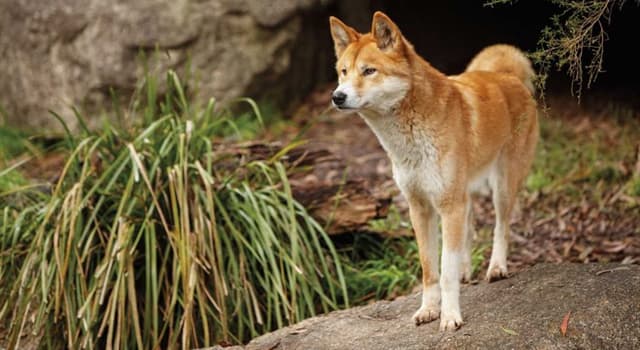 Nature Question: Quel est le nom du chien sauvage natif d'Australie ?