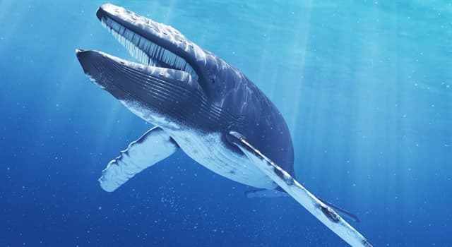 Nature Question: Quel est le principal aliment des Baleine bleue ?