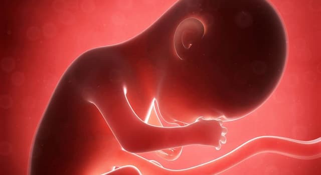 Science Question: Quel magazine a publié pour la première fois des photos d'un embryon humain en 1965 ?