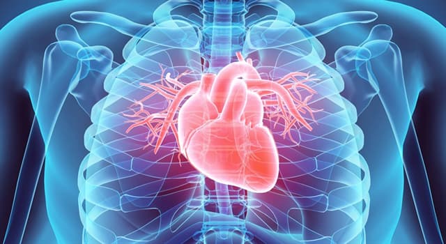 Science Question: Quel noeud contrôle le rythme cardiaque  ?