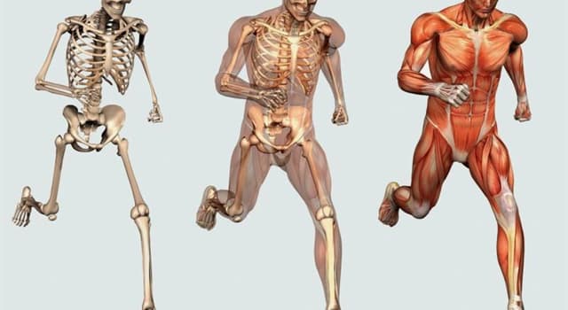Science Question: Quel os du squelette humain est le plus solide ?