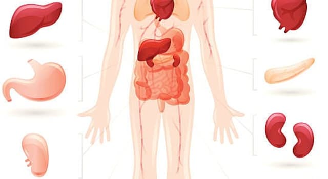 Science Question: Quelle partie du corps humain la cholécystite affecte-t-elle  ?