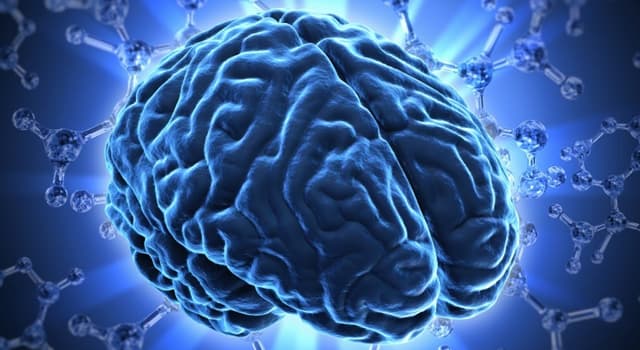 Science Question: Quelle région du cerveau est le centre visuel chez les humains ?