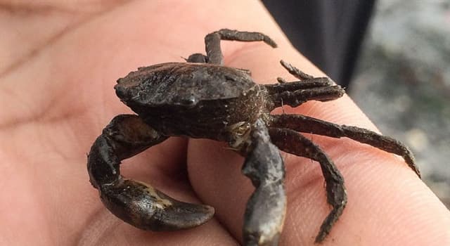 Nature Question: Quels crabes vivent dans des maisons empruntées ?