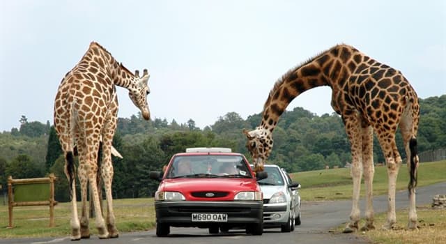 Cultuur Trivia Vraag: Uit welke taal halen we het woord 'safari'?