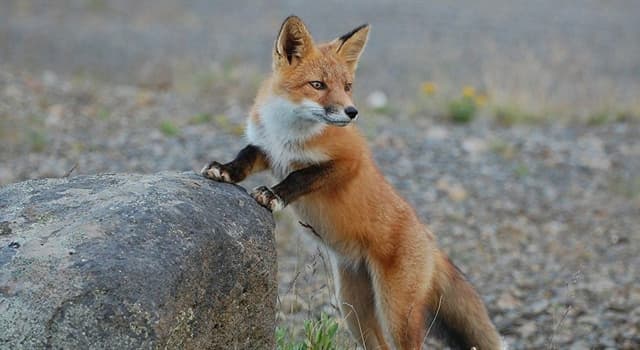 Культура Запитання-цікавинка: В якій країні з'явилася полювання на лисиць як вид спорту?