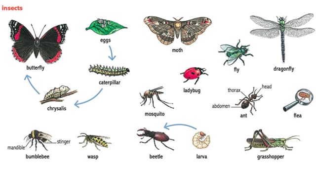 自然 小問題：“Vespidae”是一種什麼飛蟲?