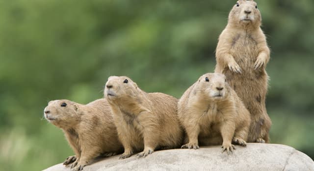 Natuur Trivia Vraag: Voor welk continet zijn prariehonden inheems?