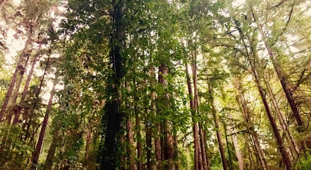 natura Pytanie-Ciekawostka: W jaki sposób lepiej znane jest drzewo o nazwie botanicznej „Betula”?