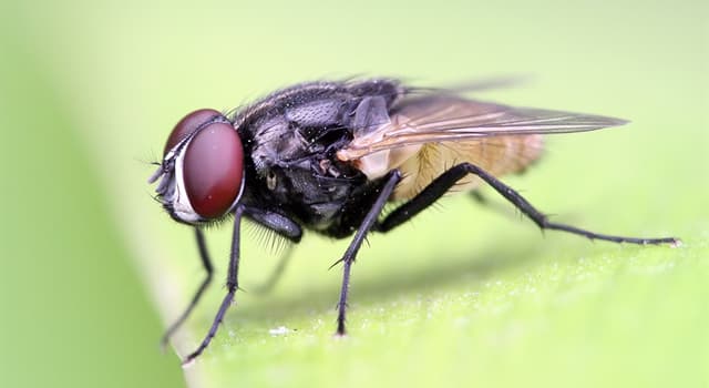 Natuur Trivia Vraag: Waar legt de gewone huisvlieg meestal zijn eieren?