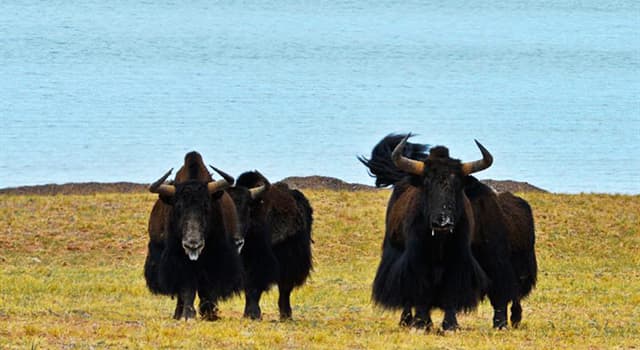 Natuur Trivia Vraag: Waar leven de meeste wilde jaks?