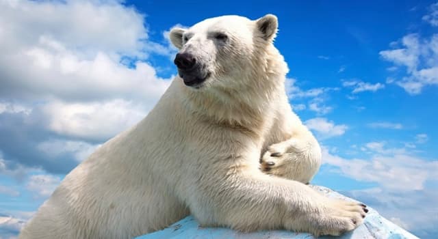 Natuur Trivia Vraag: Waar leven ijsberen?