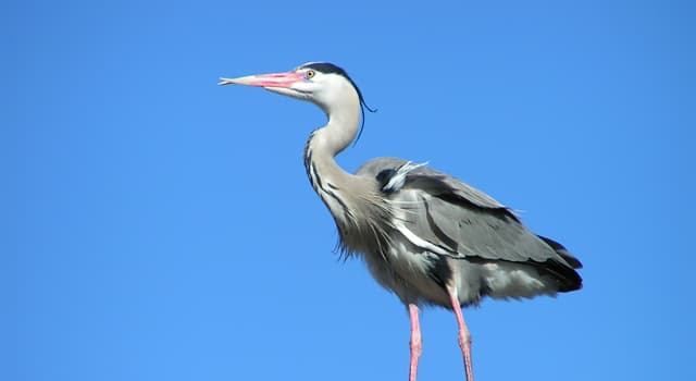 Natuur Trivia Vraag: Waar voeden reigers zich meestal mee?