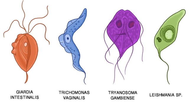 Wetenschap Trivia Vraag: Waarvan is sphenopalatine ganglioneuralgia de medische term?