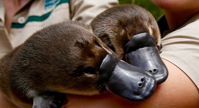 Natuur Trivia Vraag: Wat hebben volwassen vogelbekdieren niet?