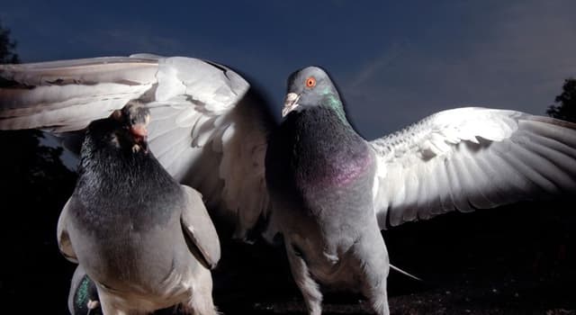 Natuur Trivia Vraag: Wat is de grootste duif?