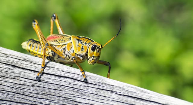 Natuur Trivia Vraag: Wat is de grootste krekel?