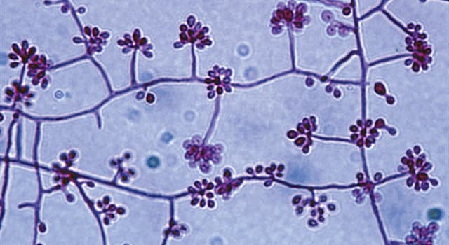 Natuur Trivia Vraag: Wat is de meestvoorkomende oorzaak van 'Sporotrichose'?