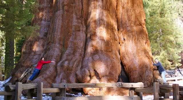 Natuur Trivia Vraag: Wat is de naam van de grootste bekende levende eenstammige boom op aarde?