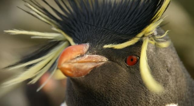 Natuur Trivia Vraag: Wat is de snelste niet-vliegende vogel?