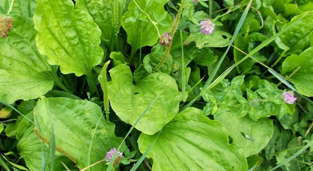 Wetenschap Trivia Vraag: Wat is een van de gezondheidsvoordelen van de plant 'grote weegbree'?