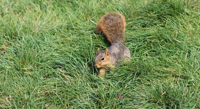 Maatschappij Trivia Vraag: Wat is het nationale zoogdier van de Verenigde Staten?