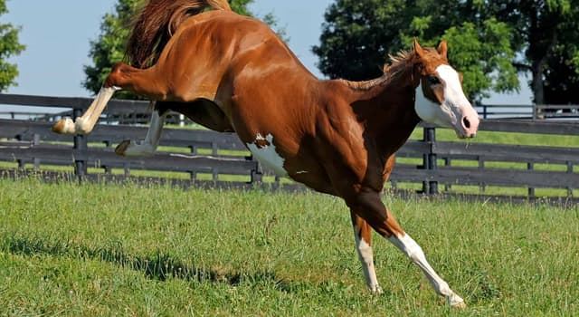 Natuur Trivia Vraag: Wat is het natuurlijke voedsel van paarden?