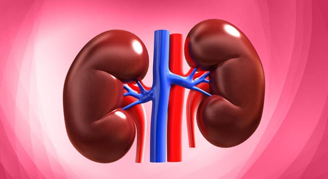 Wissenschaft Wissensfrage: Welche Arterie versorgt die Nieren mit Blut?