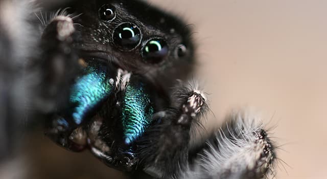 Natur Wissensfrage: Welche dieser Spinnen hat keine Atemwege?