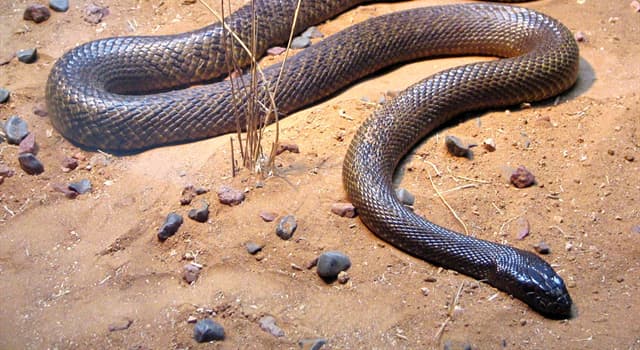 Natur Wissensfrage: Welche Schlange gilt als die giftigste auf der Welt?