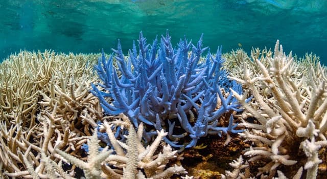 Natur Wissensfrage: Welcher dieser Seesterne beansprucht Steinkorallenpolypen?