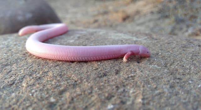 Natuur Trivia Vraag: Welk beest staat op deze foto?