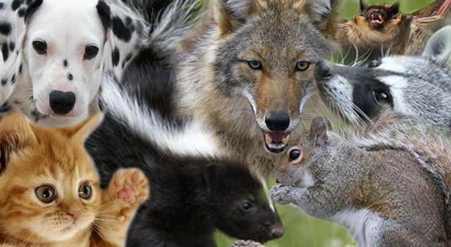 Natuur Trivia Vraag: Welk dier maakt een geluid dat 'balken' wordt genoemd?