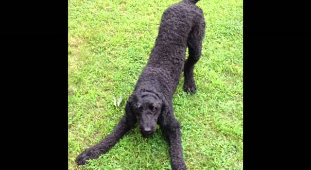 Natuur Trivia Vraag: Welk hondenras heeft vanaf 2018 het record van 's werelds hoogste hond?