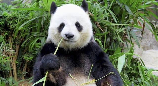 Aardrijkskunde Trivia Vraag: Welk land bouwde een 250 hectare groot zonnepark in de vorm van een gigantische panda?