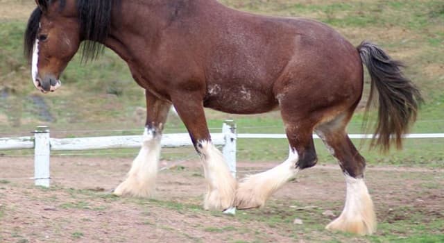 Natuur Trivia Vraag: Welk paardenras is dit?