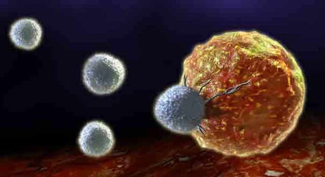 Wetenschap Trivia Vraag: Welk systeem in het lichaam helpt ziekteverwekkers te bestrijden?