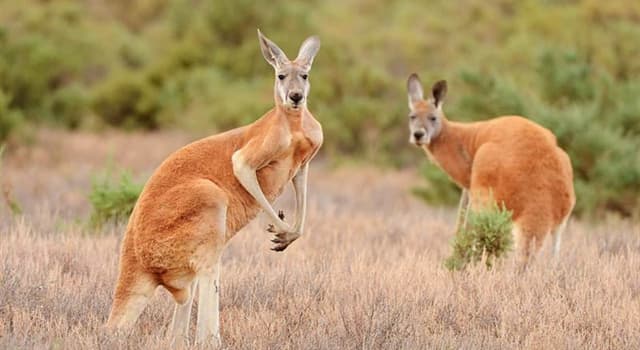 Aardrijkskunde Trivia Vraag: Welke andere vlag is op de vlag van Australië aanwezig?