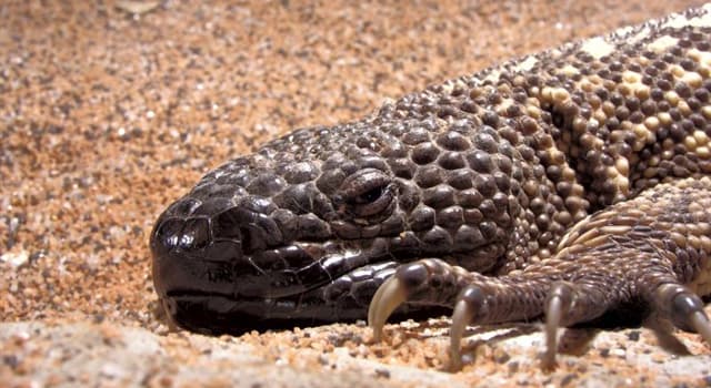 Natuur Trivia Vraag: Welke hagedis is, naast de Mexicaanse korsthagedis, ook giftig?