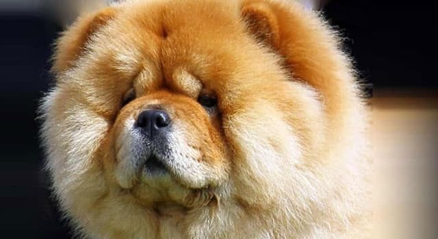 Natuur Trivia Vraag: Welke kleur heeft de tong van een Chow Chow?