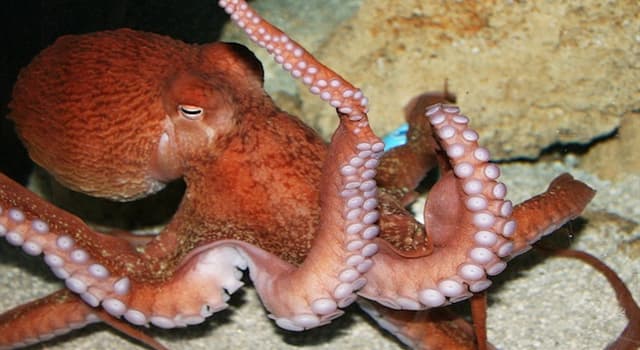 Natuur Trivia Vraag: Welke kleur heeft octopusbloed?