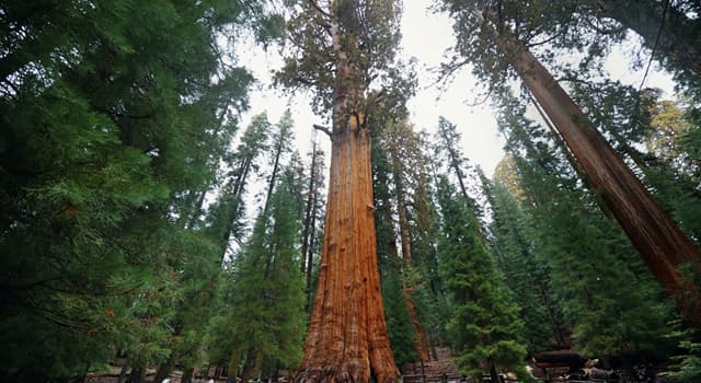 Geschiedenis Trivia Vraag: Welke militaire titel gaat vooraf aan 'Sherman' een van de grootste bomen ter wereld?