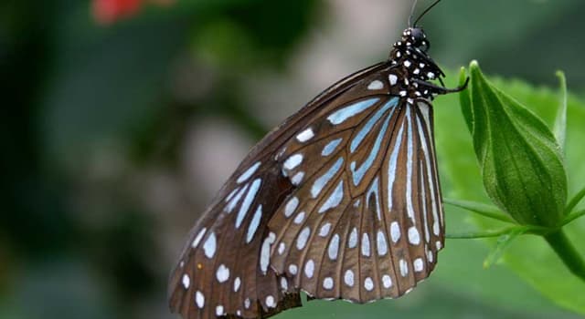 Natuur Trivia Vraag: Welke orde van Animalia omvat vlinders en motten?