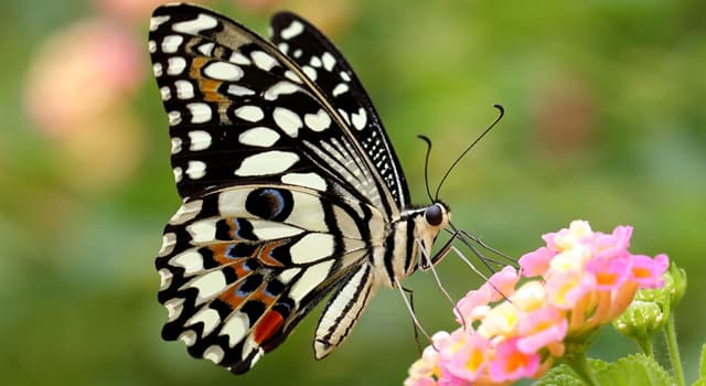 Natuur Trivia Vraag: Welke van deze is een andere naam voor vlinders en motten?