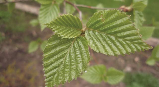 Natuur Trivia Vraag: Welke van deze is een grote tuinplaag?