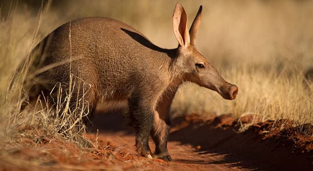 Natuur Trivia Vraag: Welke van deze is het hoofddieet van Aardvarkens?