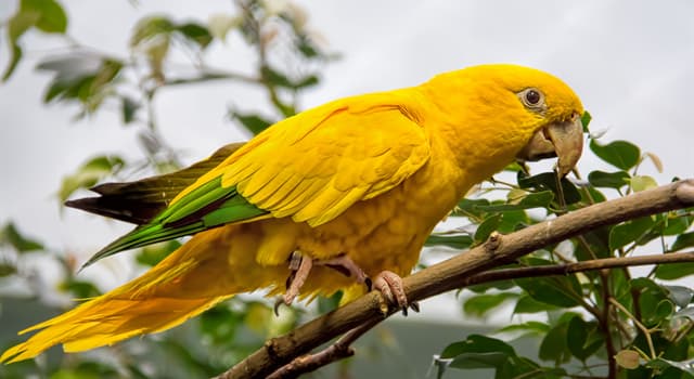 Natuur Trivia Vraag: Welke vogel is te zien op de foto?