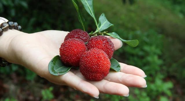 Natuur Trivia Vraag: Welke vrucht staat op de foto?